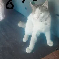 گمشده  گربه  گمشده