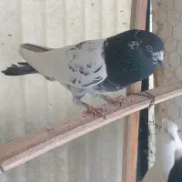 فروش یک نر گردن کلفت کله دم سبز پرشی