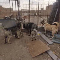 سگ سرابی زداقدیمنر|سگ|بهارستان, |دیوار