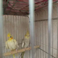 عروس هلندی|پرنده|شیراز, جوادیه|دیوار