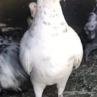 کفتر کبوتر|پرنده|کرج, محمد آباد|دیوار