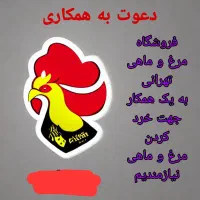 همکار آقا مسلط به خرد کردن مرغ