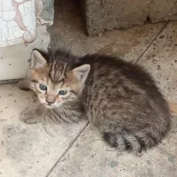 واگذاری بچه گربه چهار عدد