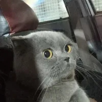 بچه بیریتیشین اسکاتیش/ ۲ماه /خالص/ اپارتمانی