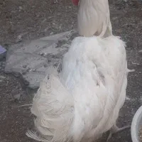 مرغ تخمگذاری