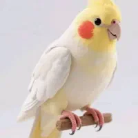 پرنده پیدا شده