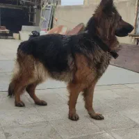 سگ ژرمن ماده
