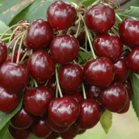 نهالستان انگور پسته گردو و صنوبر پربار دیرگل|خدمات باغبانی و درختکاری|همدان, |دیوار