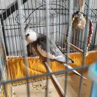 عروس هلندی|پرنده|بروجن, |دیوار