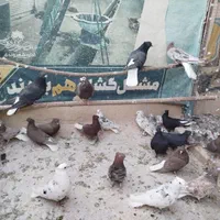 دم‌سفید سرور|پرنده|اصفهان, ارغوانیه|دیوار