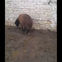 بره ماده چاق چاق مناسب قربانی زیرقیمت