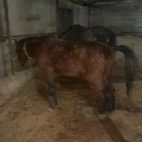 اسب کاسپین نریان باری سواری