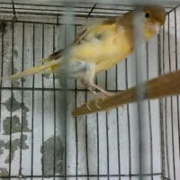 قناری ماده آماده دوعدد|پرنده|بندر انزلی, خوش پیک|دیوار