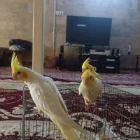 جوجه عروس هلندی|پرنده|مشهد, کارگران|دیوار