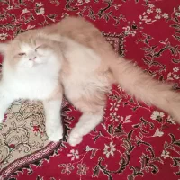 گربه پرشین|گربه|کاشان, خرمدشت|دیوار