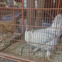 فروش دو خروس و ۴ مرغ|حیوانات مزرعه|لار, |دیوار