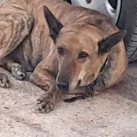 سگ نر ۵ساله مخصوص نگهبانی باهیچ حیونی کار نداره|سگ|بندرلنگه, |دیوار