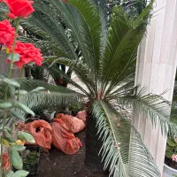 گل سیکاس (چند عدد موجود)|گل و گیاه طبیعی|ماسال, |دیوار