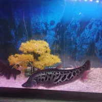 ماهی نایف چاقو ماهی|ماهی|بروجرد, |دیوار