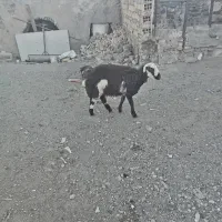 فروش بره ماده پلنگی|حیوانات مزرعه|خنداب, |دیوار