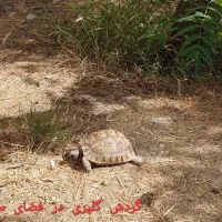 گلپری|خزنده|تهران, شهرک بوعلی|دیوار