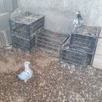 کبوتر گوره ای|پرنده|بوشکان, |دیوار