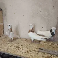 کبوتر طوقی|پرنده|پاکدشت, پاکدشت (مامازند)|دیوار