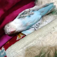 تعدادی جوجه کوتوله برزیلی فول دستی|پرنده|مشهد, وحید|دیوار