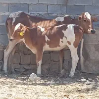 گاو باگوساله ماده اینوبی