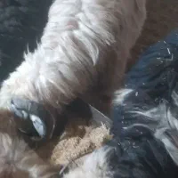 بره|حیوانات مزرعه|میبد, |دیوار