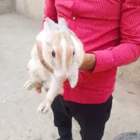 خرگوش اهلی|موش و خرگوش|ارومیه, |دیوار