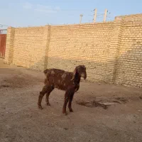 بزغاله نر بسیار سالم بقیمت ۴۳۰۰تومان خوراک خور|حیوانات مزرعه|گنبد کاووس, |دیوار