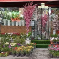 گلفروشی ویکتوریا|گل و گیاه طبیعی|کلاچای, |دیوار