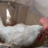 خروس سرحال بزرگ فروشی فوری