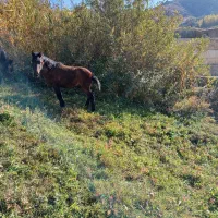 کره اسب نر 6ماه|اسب و تجهیزات اسب‌سواری|سیلوانه, |دیوار