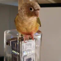 طوطی گرینچیک|پرنده|آمل, |دیوار