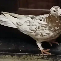 کبوتر مسافتی نر