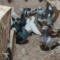 حیون پرشی|پرنده|خوشاب, |دیوار