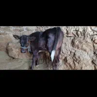 گاو با گوساله نر هلشتاین|حیوانات مزرعه|دهدشت, |دیوار