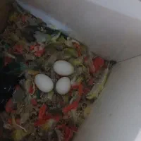 کوتوله جفت|پرنده|مشهد, کارگران|دیوار