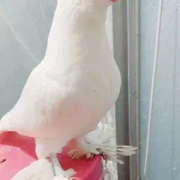 یک عدد کبوتر لانگ فیس سفید درجه یک
