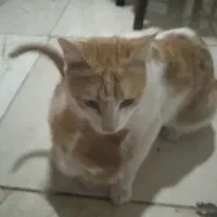 واگذاری بچه گربه 2 ماه dsh با مادرش|گربه|کرمانشاه, |دیوار