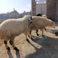 بره نر|حیوانات مزرعه|داراب, |دیوار