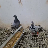 کبوتر سار سیاه عطیقه