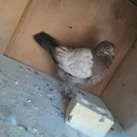کفتر
