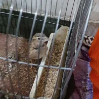 جوجه سهره|پرنده|تهران, اسفندیاری|دیوار