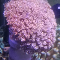 انواع شقایق سنگ و لوپی آبشور abshor|خزنده|تهران, جوادیه تهرانپارس|دیوار