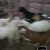 فروش گوسفند|حیوانات مزرعه|جناح, |دیوار