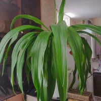 گل اشک ملکه
