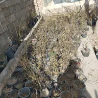 نهال انگور گل محمدی 10 ساله